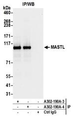 MASTL Antibody in Immunoprecipitation (IP)