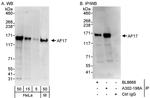 AF17 Polyclonal Antibody