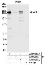 AF6 Antibody in Immunoprecipitation (IP)