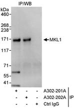 MKL1 Polyclonal Antibody