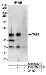 TAB3 Antibody in Immunoprecipitation (IP)