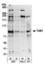 TAB3 Polyclonal Antibody