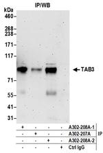 TAB3 Polyclonal Antibody