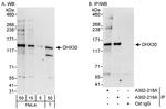 DHX30 Polyclonal Antibody