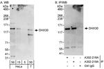 DHX30 Polyclonal Antibody