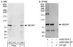 ABLIM1 Polyclonal Antibody