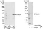 Haspin Antibody in Western Blot (WB)