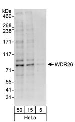 WDR26 Polyclonal Antibody