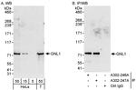 GNL1 Antibody in Western Blot (WB)