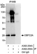 OBFC2A Polyclonal Antibody