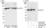 CKAP4 Antibody in Western Blot (WB)