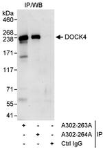 DOCK4 Polyclonal Antibody