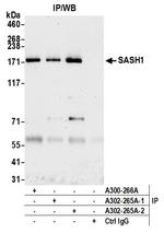 SASH1 Antibody in Immunoprecipitation (IP)