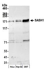 SASH1 Polyclonal Antibody