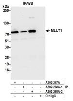 MLLT1 Antibody in Immunoprecipitation (IP)