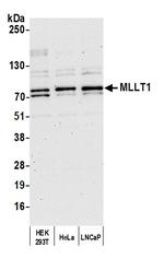 MLLT1 Antibody in Western Blot (WB)
