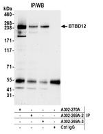 BTBD12 Polyclonal Antibody