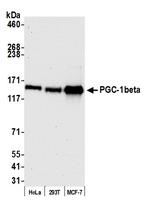 PGC-1beta Polyclonal Antibody