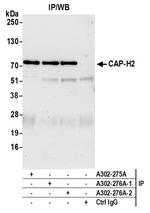 CAP-H2 Polyclonal Antibody