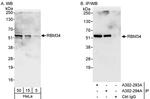 RBM34 Antibody in Western Blot (WB)