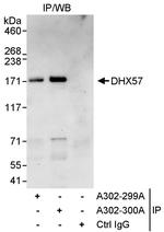 DHX57 Polyclonal Antibody