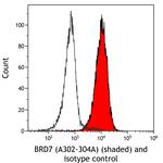 BRD7 Antibody in Flow Cytometry (Flow)