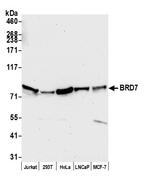 BRD7 Antibody in Western Blot (WB)