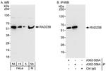 RAD23B Antibody in Western Blot (WB)