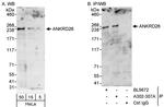 ANKRD26 Polyclonal Antibody