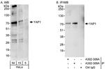 YAP1 Antibody in Western Blot (WB)