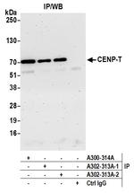 CENP-T Antibody in Immunoprecipitation (IP)