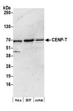 CENP-T Polyclonal Antibody