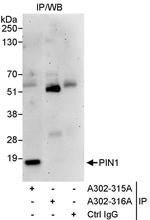 PIN1 Polyclonal Antibody
