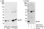 PIN1 Polyclonal Antibody