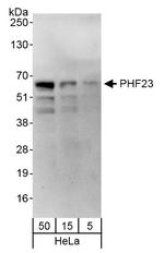 PHF23 Polyclonal Antibody