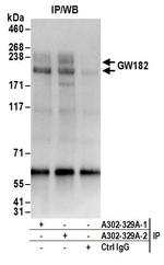 GW182 Antibody in Immunoprecipitation (IP)