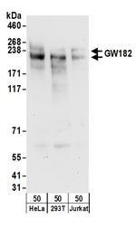 GW182 Polyclonal Antibody