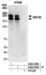 GW182 Antibody in Immunoprecipitation (IP)