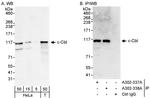 c-Cbl Antibody in Western Blot (WB)