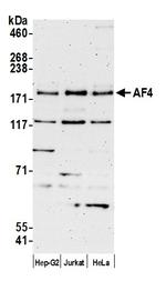 AF4 Antibody in Western Blot (WB)