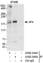 AF4 Antibody in Immunoprecipitation (IP)