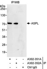 ASPL Polyclonal Antibody