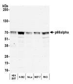 p66alpha Polyclonal Antibody
