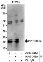 PPP1R14B Polyclonal Antibody
