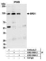 BRD1 Antibody in Immunoprecipitation (IP)
