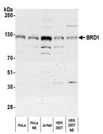 BRD1 Antibody in Western Blot (WB)