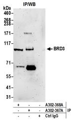 BRD3 Polyclonal Antibody
