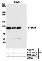 BRD3 Antibody in Immunoprecipitation (IP)