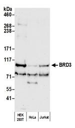 BRD3 Antibody in Western Blot (WB)