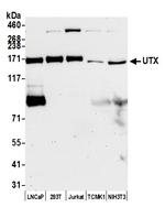UTX Antibody in Western Blot (WB)
